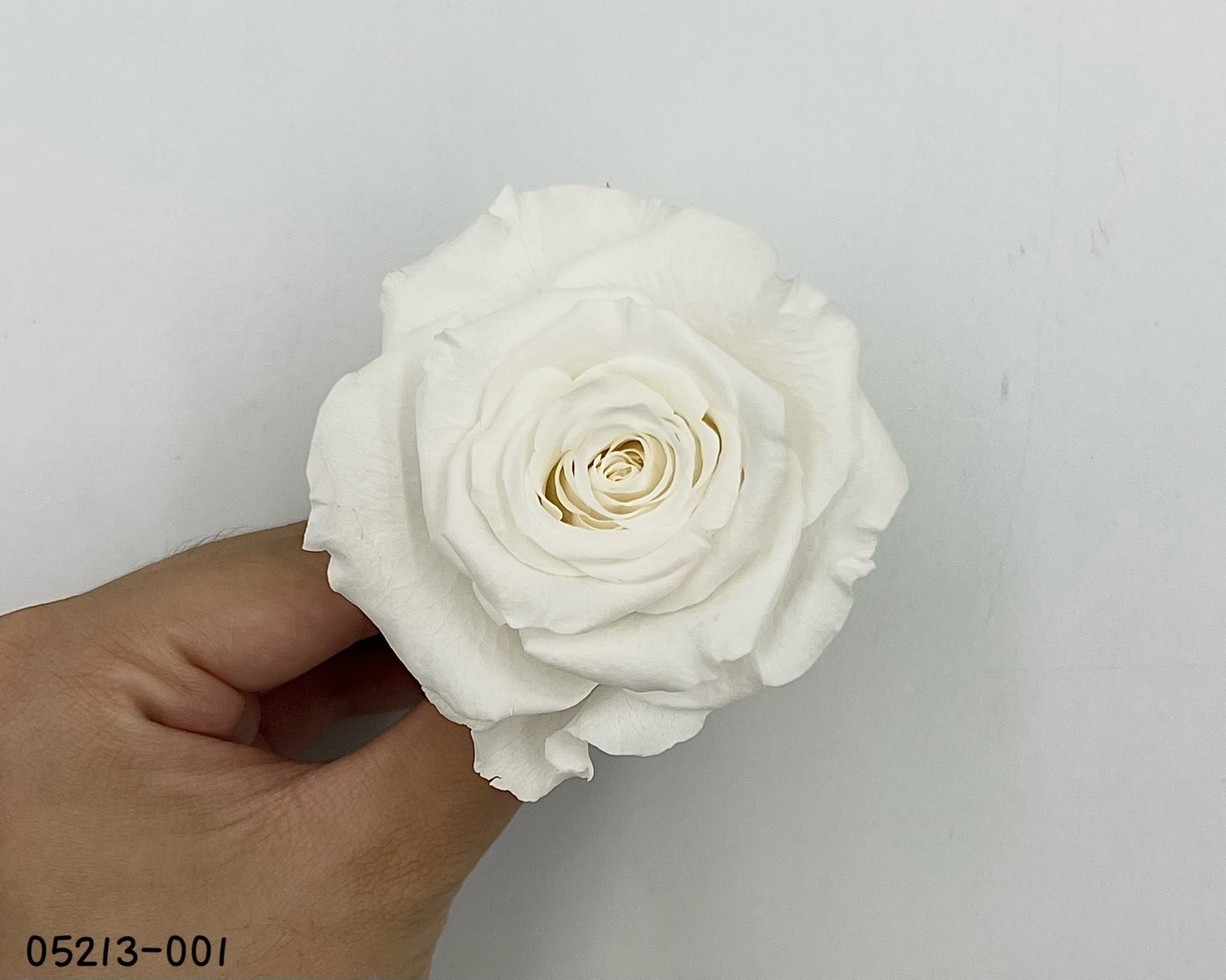 日本不凋大輪玫瑰(6輪) 05213-001