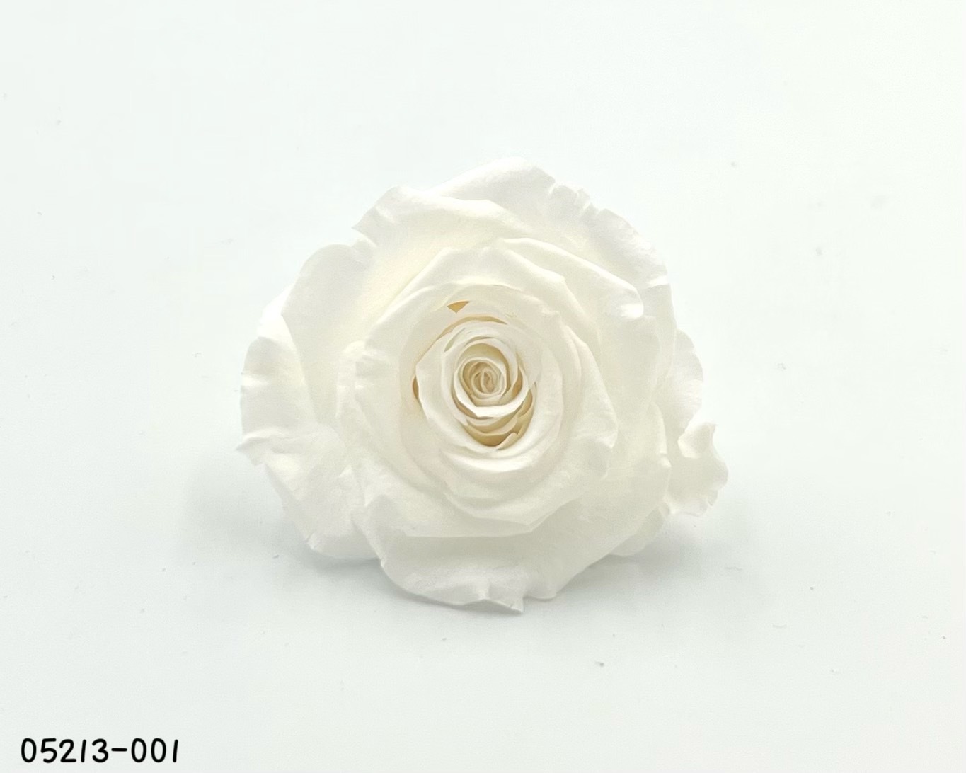 日本不凋大輪玫瑰(6輪) 05213-001