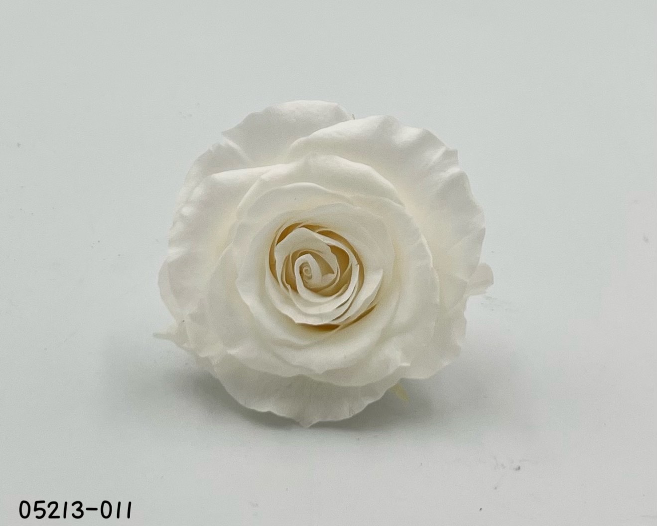 日本不凋大輪玫瑰(6輪) 05213-011