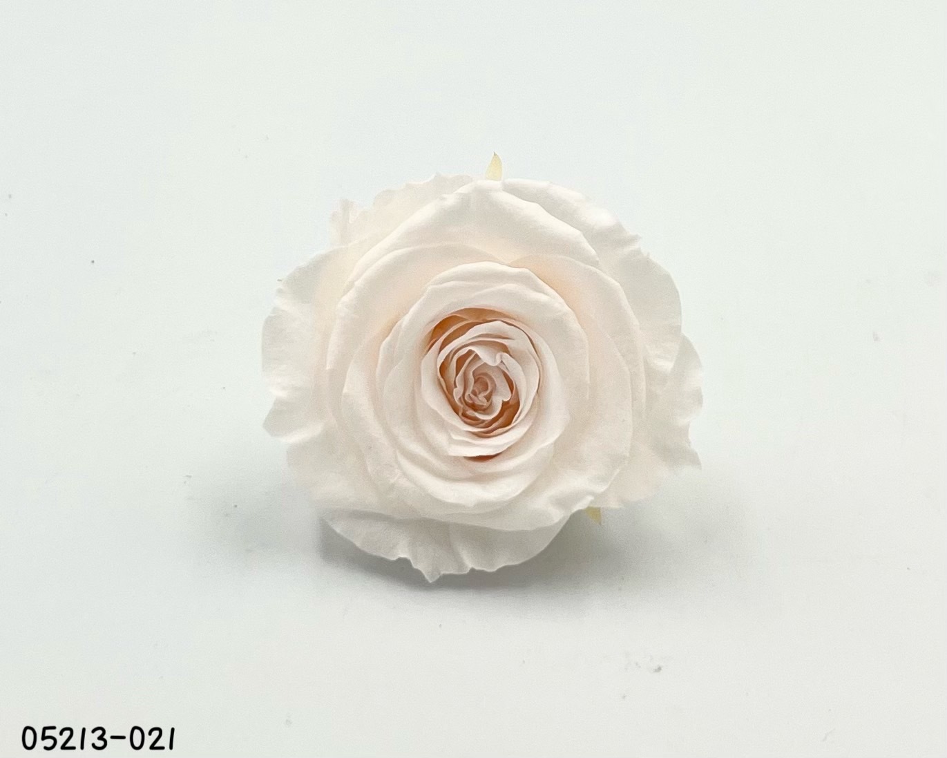 日本不凋大輪玫瑰(6輪) 05213-021