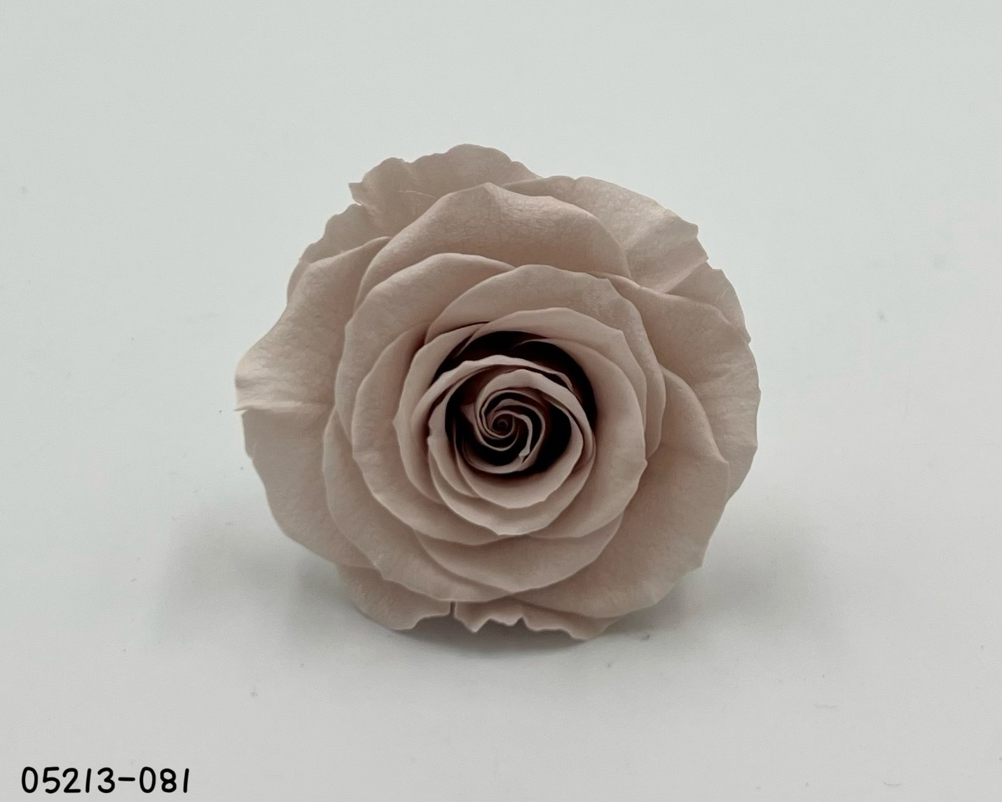 日本不凋大輪玫瑰(6輪) 05213-081