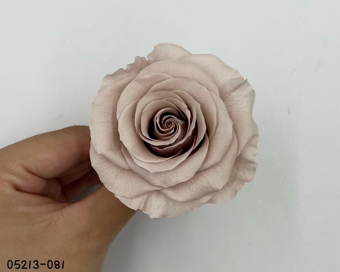 日本不凋大輪玫瑰(6輪) 05213-081