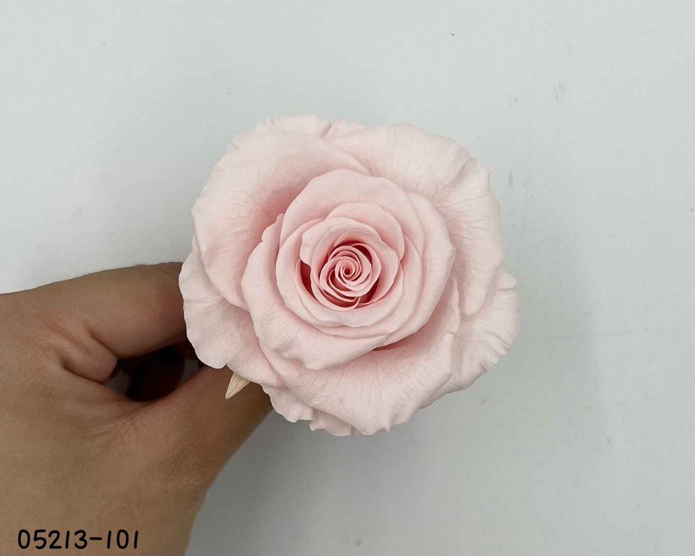 日本不凋大輪玫瑰(6輪) 05213-101