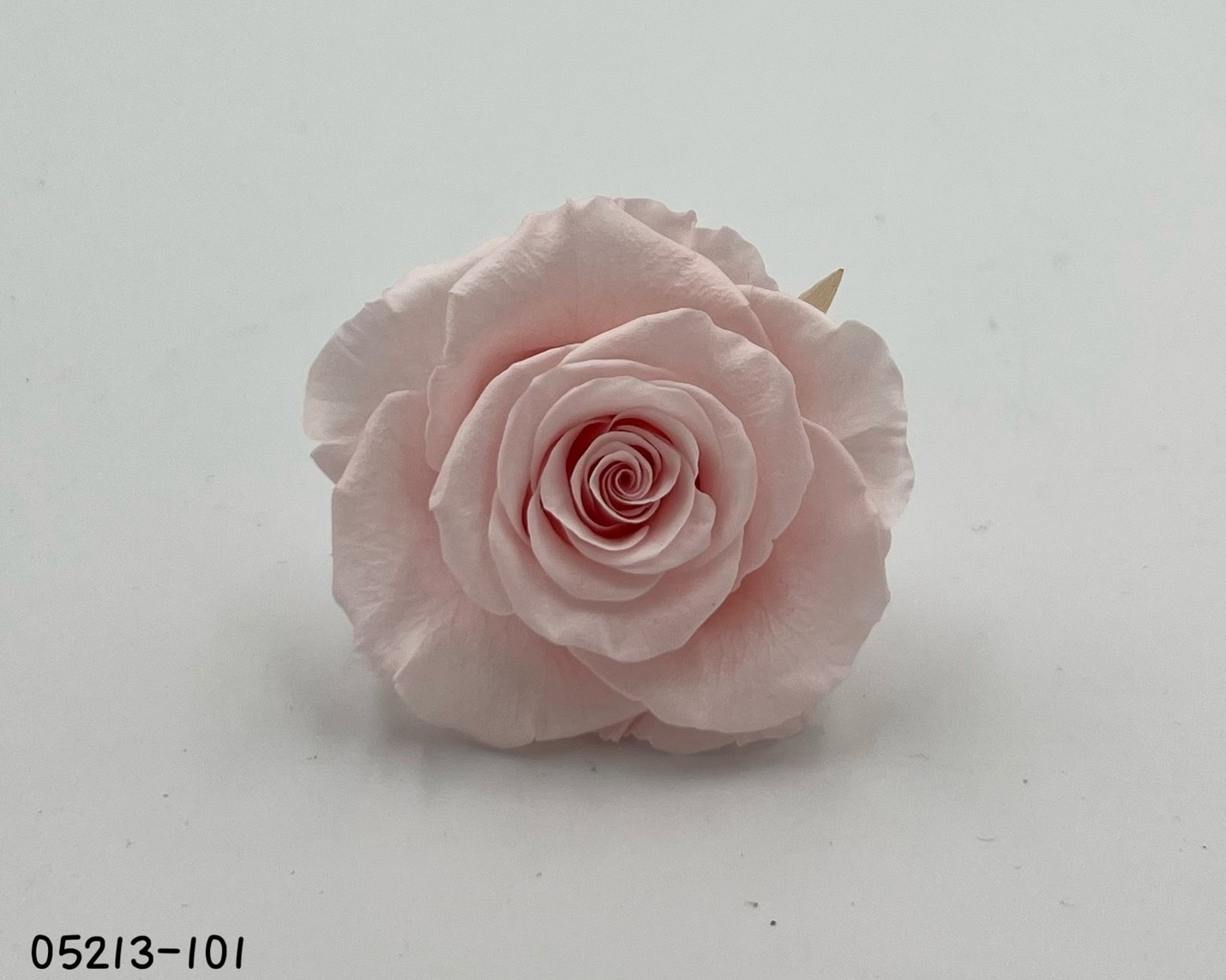 日本不凋大輪玫瑰(6輪) 05213-101