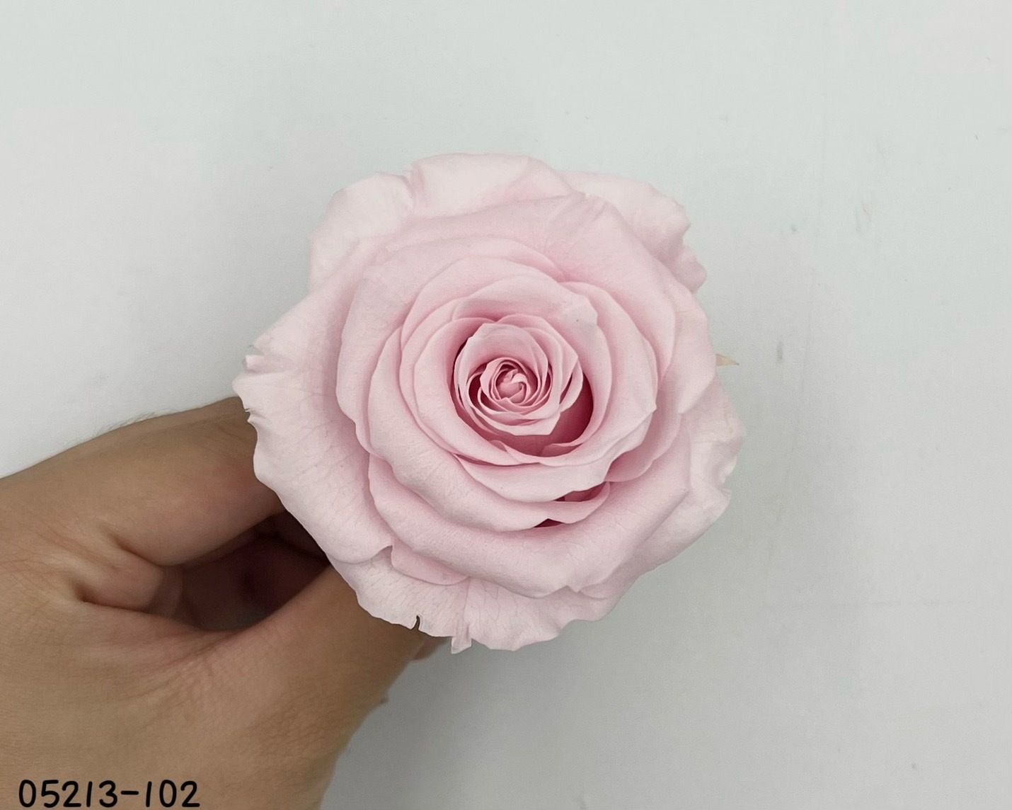 日本不凋大輪玫瑰(6輪) 05213-102