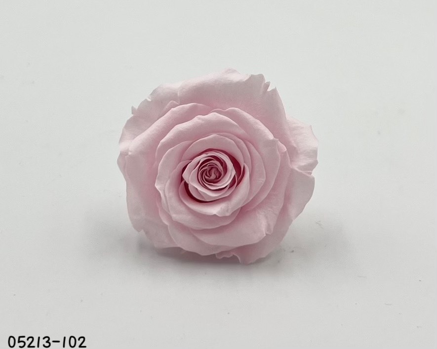 日本不凋大輪玫瑰(6輪) 05213-102