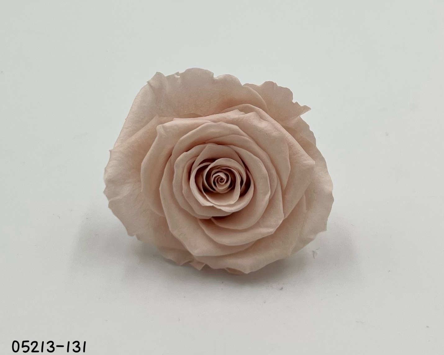 日本不凋大輪玫瑰(6輪) 05213-131