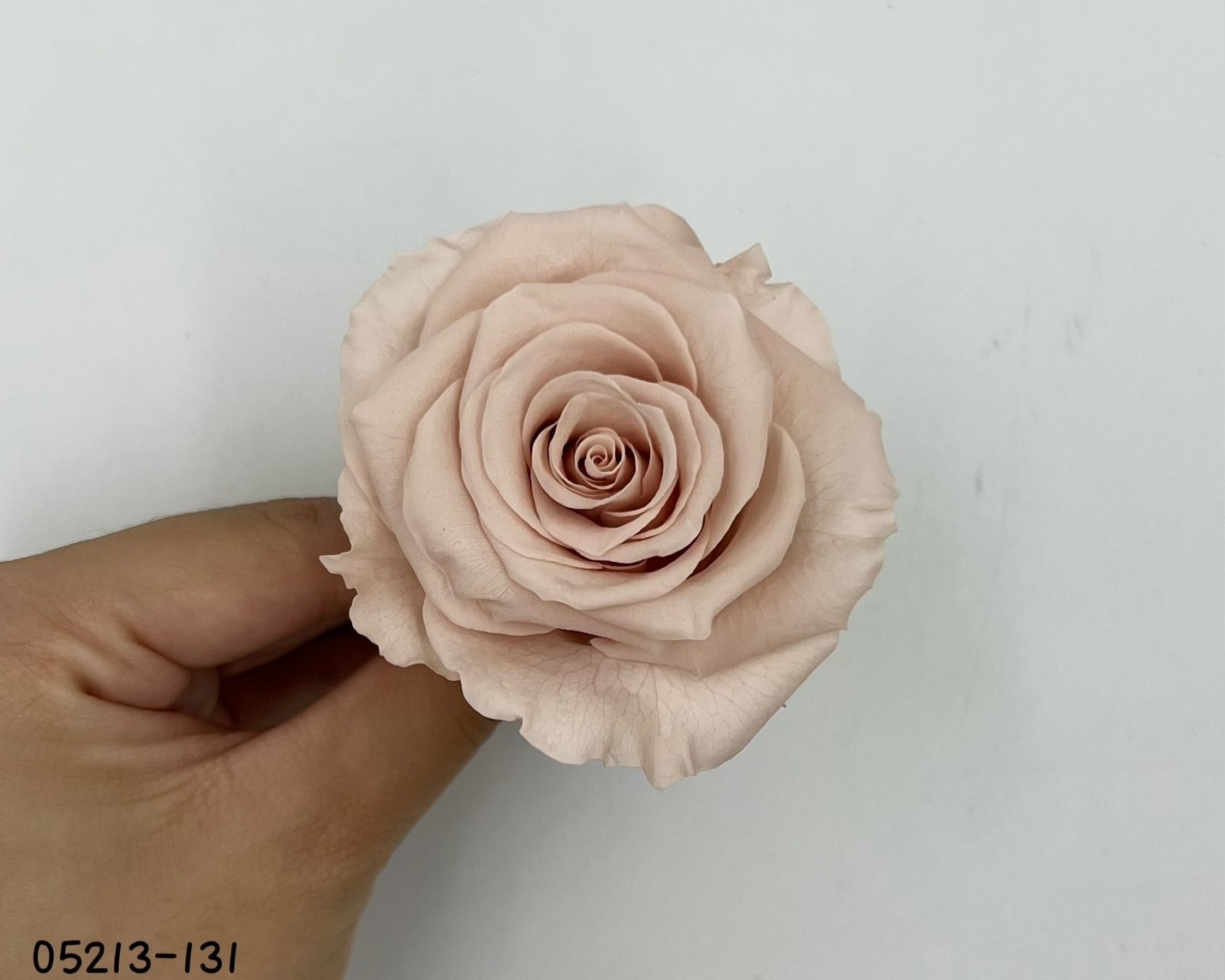 日本不凋大輪玫瑰(6輪) 05213-131