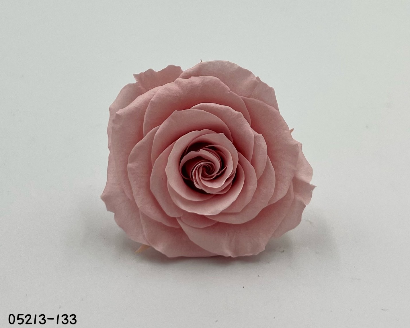 日本不凋大輪玫瑰(6輪) 05213-133