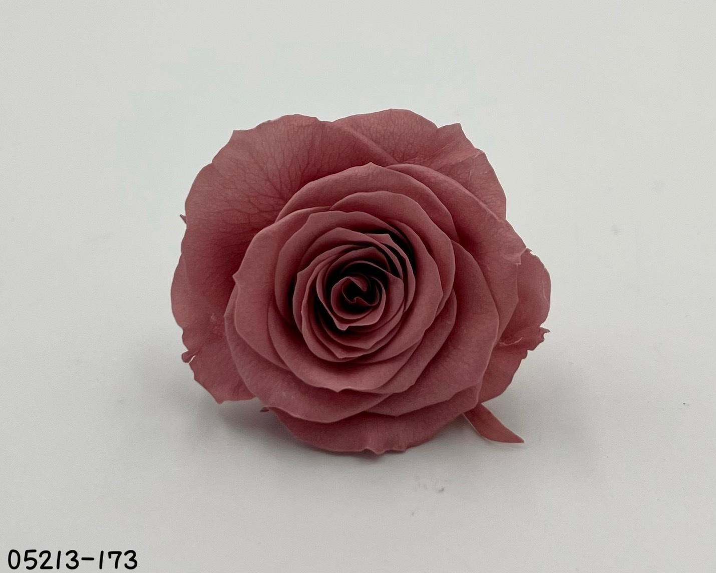 日本不凋大輪玫瑰(6輪) 05213-173