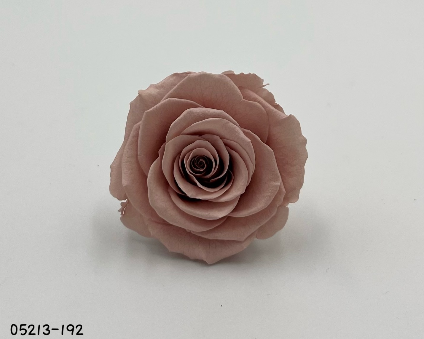 日本不凋大輪玫瑰(6輪) 05213-192