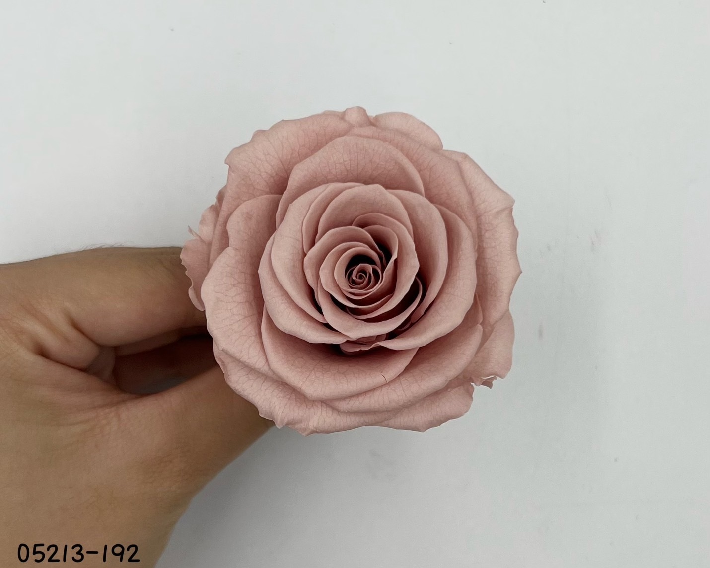 日本不凋大輪玫瑰(6輪) 05213-192