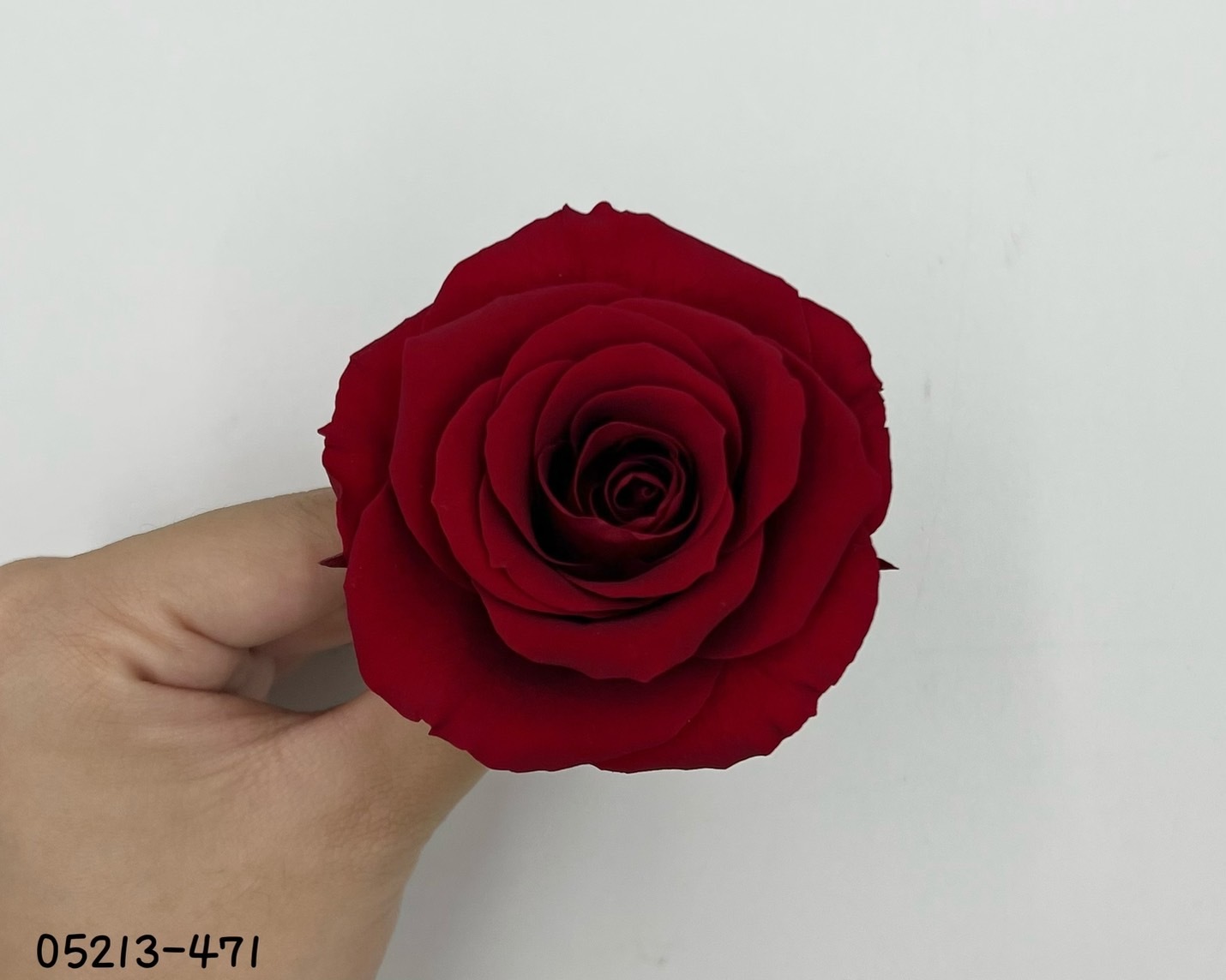 日本不凋大輪玫瑰(6輪) 05213-471