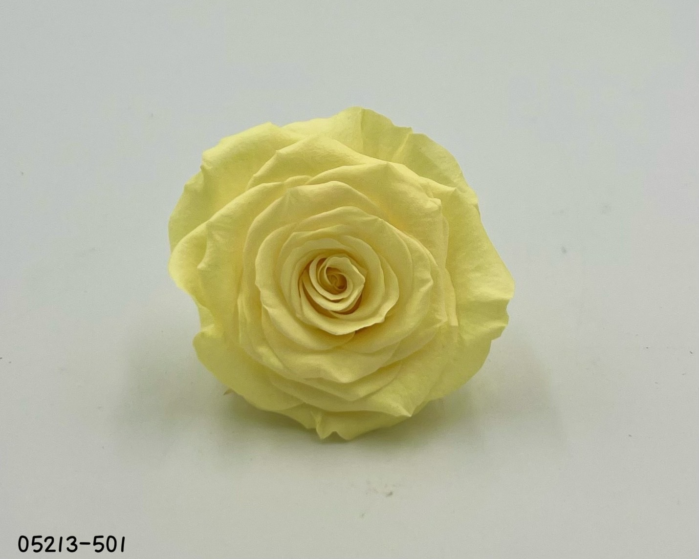 日本不凋大輪玫瑰(6輪) 05213-501