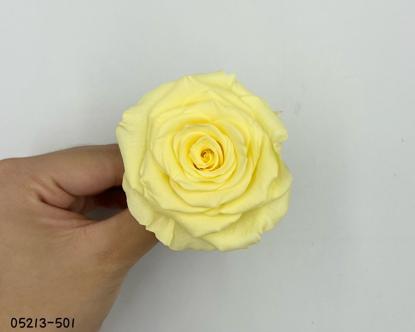 日本不凋大輪玫瑰(6輪) 05213-501