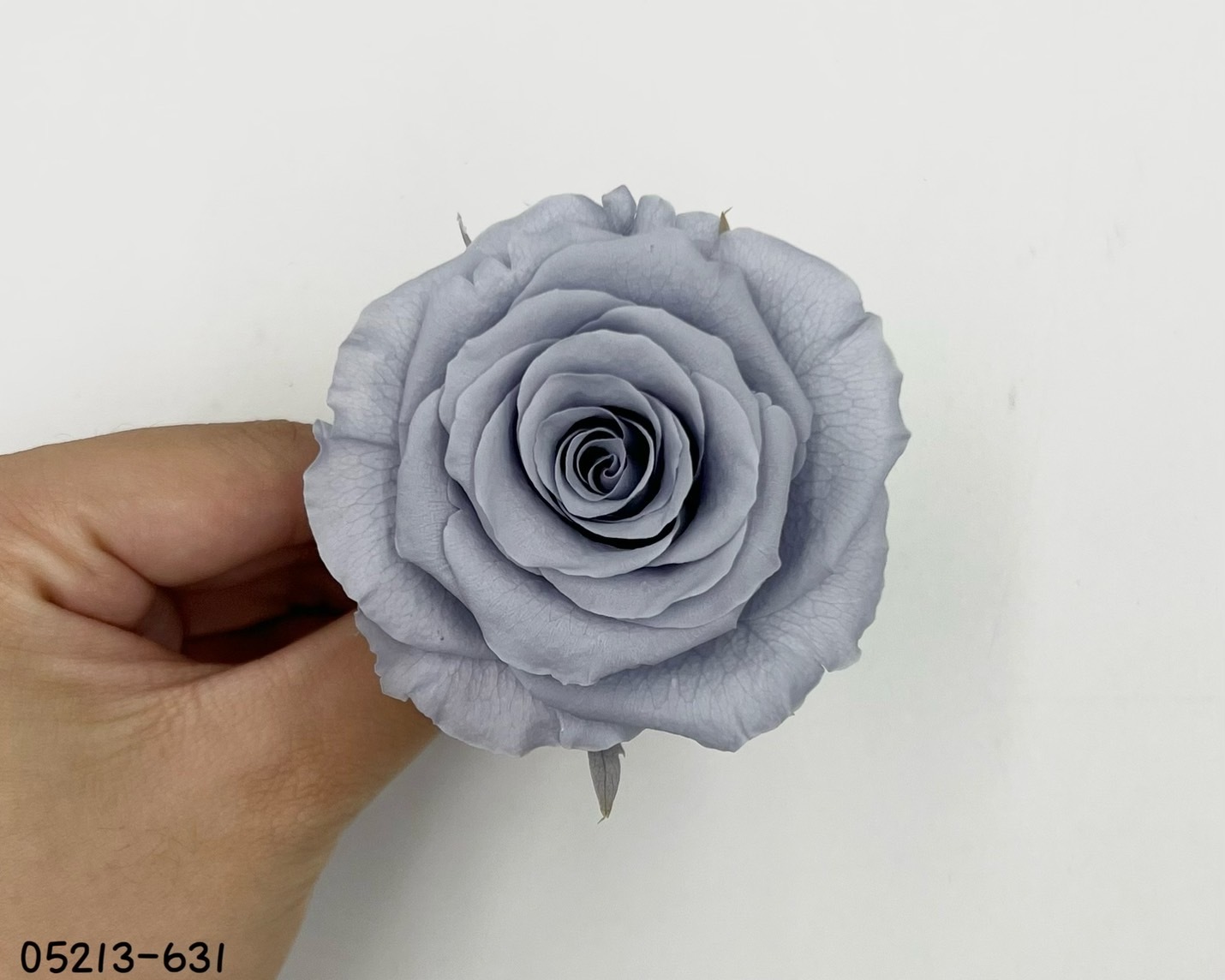 日本不凋大輪玫瑰(6輪) 05213-631