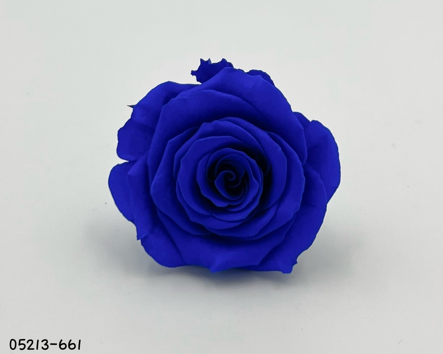 日本不凋大輪玫瑰(6輪) 05213-661