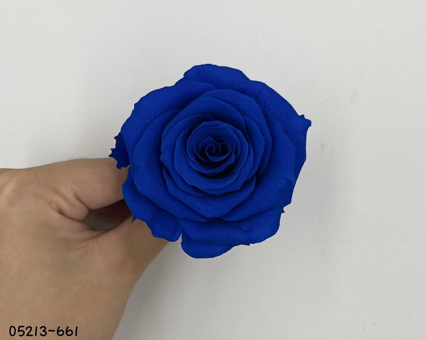 日本不凋大輪玫瑰(6輪) 05213-661