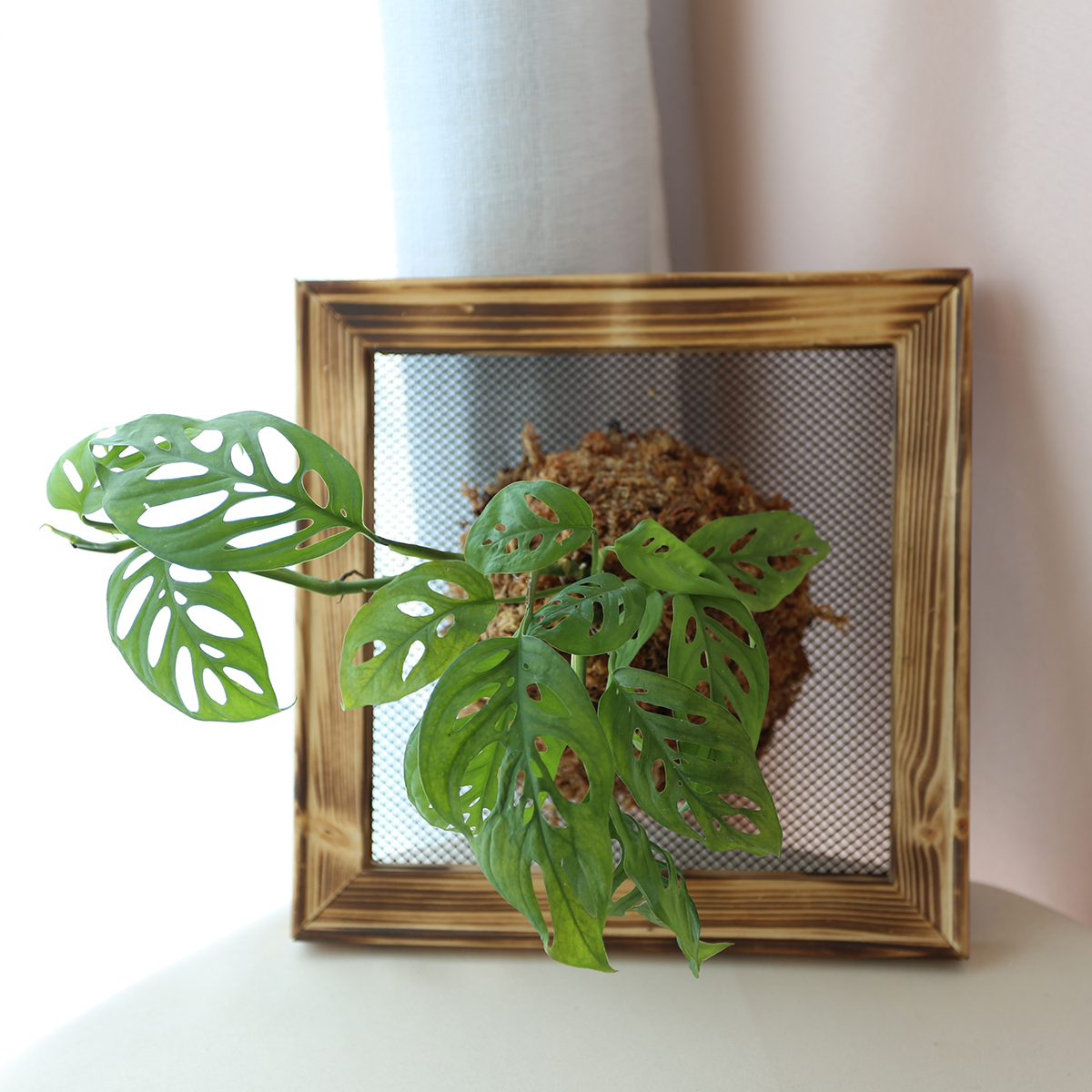 PD57｜大板植(30cm×30cm)