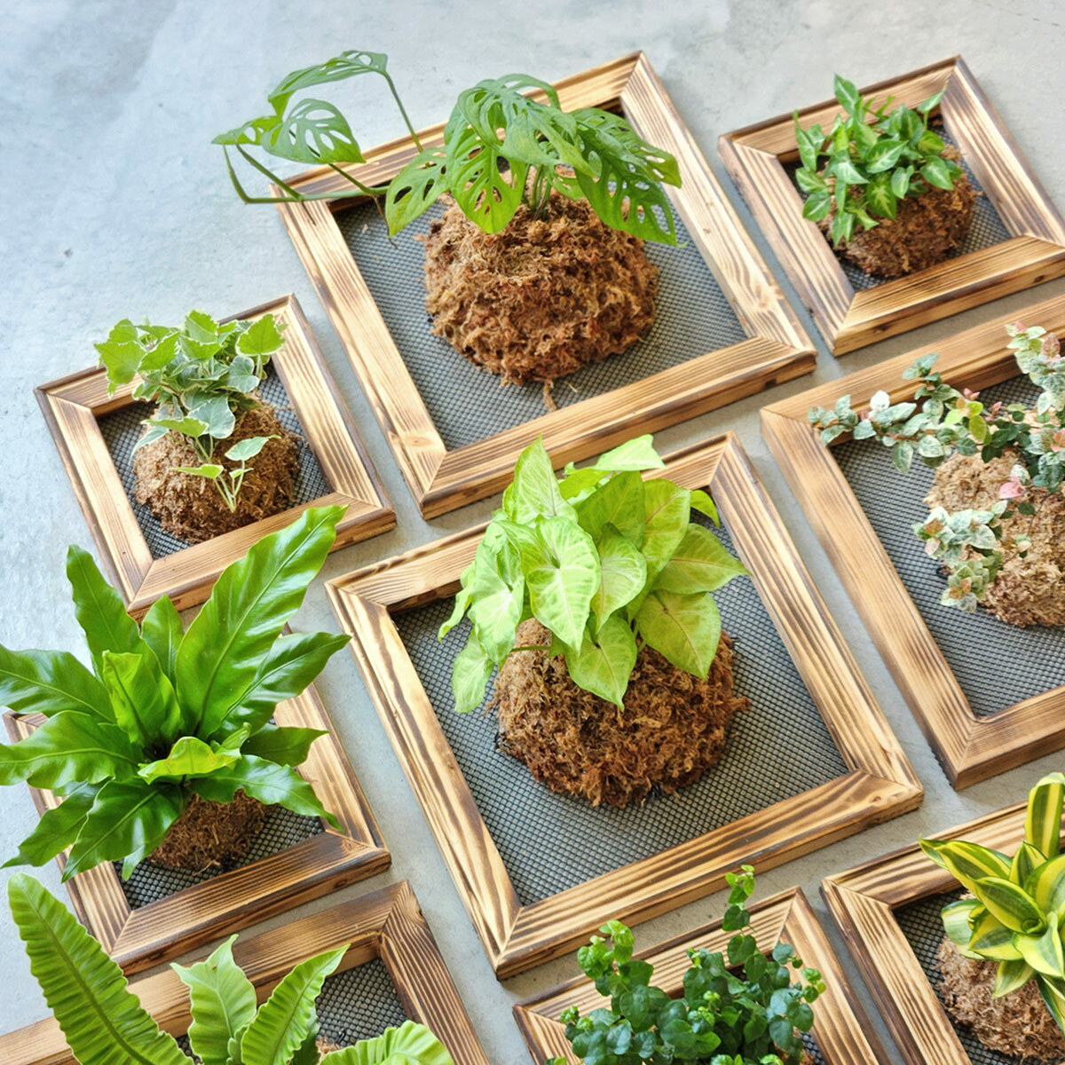 PD56｜小板植(20cm×20cm)