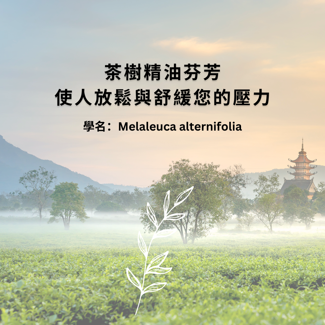 台灣茶香皂, 日月潭紅茶香皂, 手工皂推薦, 沐浴皂, 沐浴皂, 敏感肌 手工皂, 沐浴皂 推薦, 純 皂, 天然手工皂, 天然肥皂推薦, 手工皂推薦, 全身皂, 純皂生活,the soap days