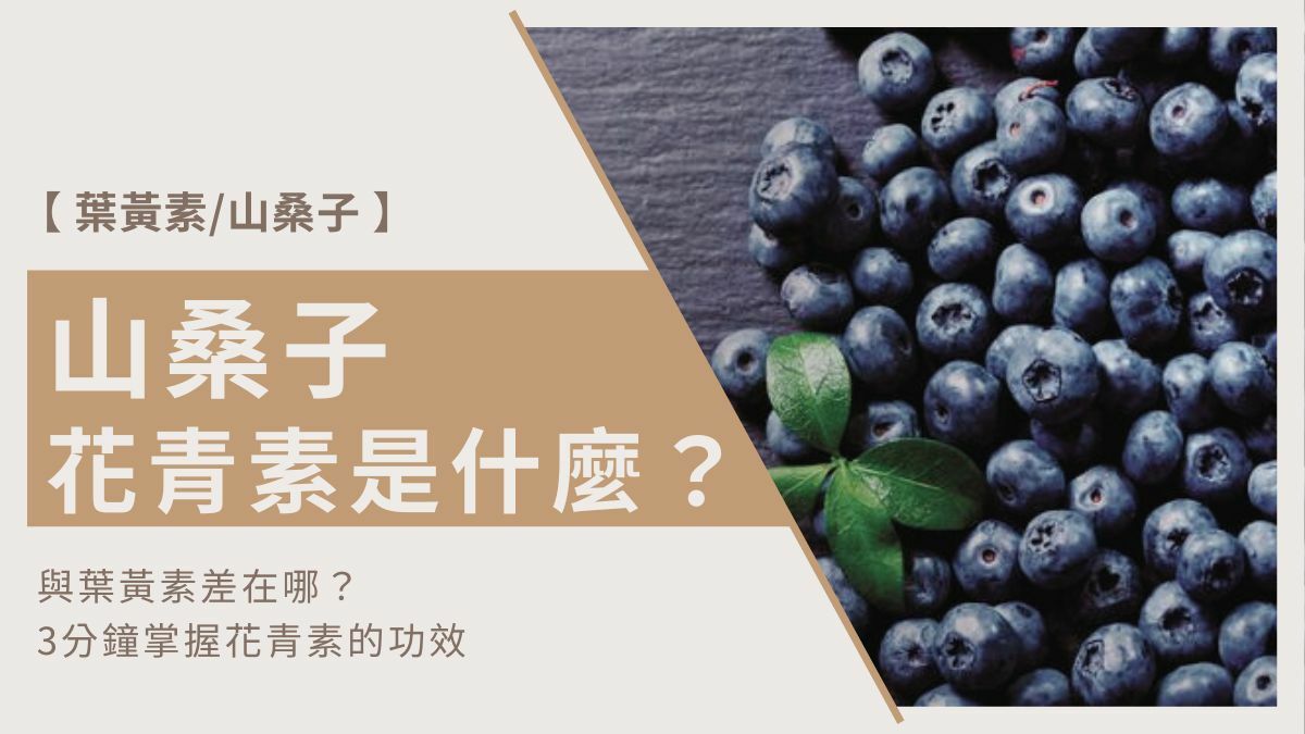 山桑子花青素是什麼