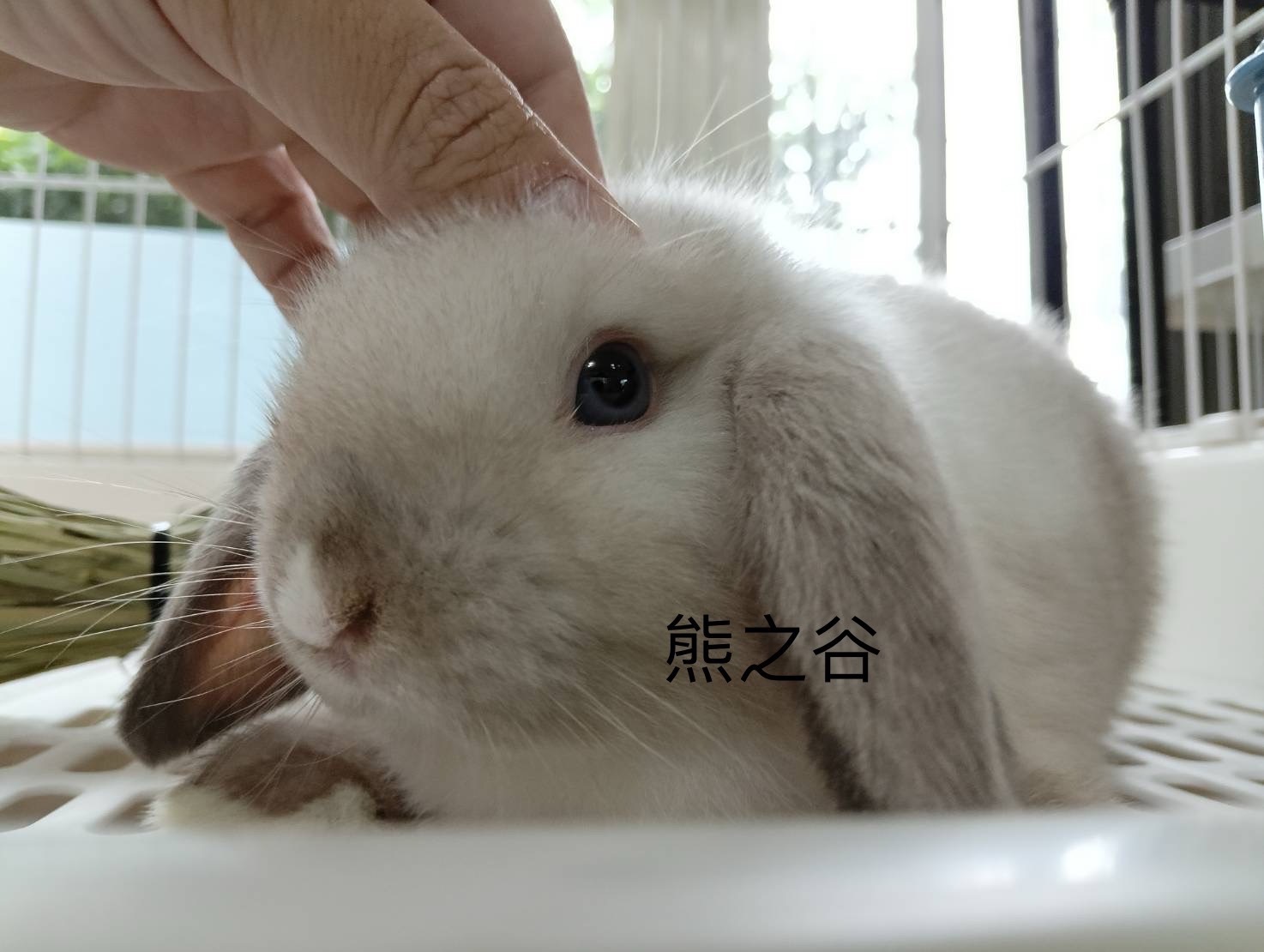 荷蘭垂耳兔(霜白色) 純種兔 進口純種兔 安哥拉兔 熊之谷  台灣  <霜白>