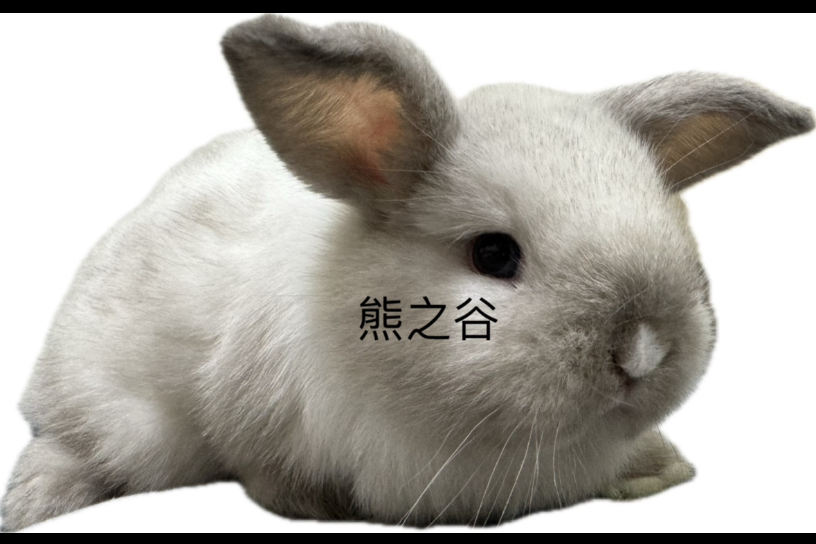 荷蘭垂耳兔(霜白色) 純種兔 進口純種兔 安哥拉兔 熊之谷  台灣  <霜白>