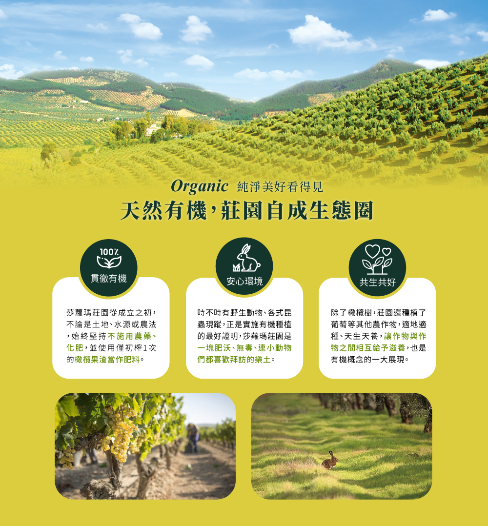 西班牙莎蘿瑪有機橄欖莊園