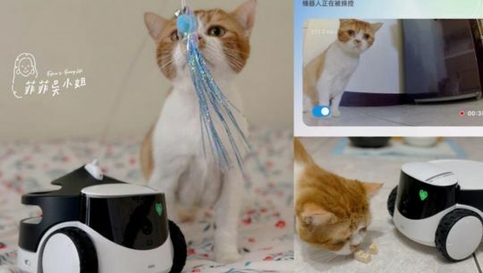 ebo 差別, rola petpal 台灣, ROLA PetPal 寵物陪伴機器人, rola petpal review, rolarola台灣,  rola petpal amazon, enabot rola petpal, enabot