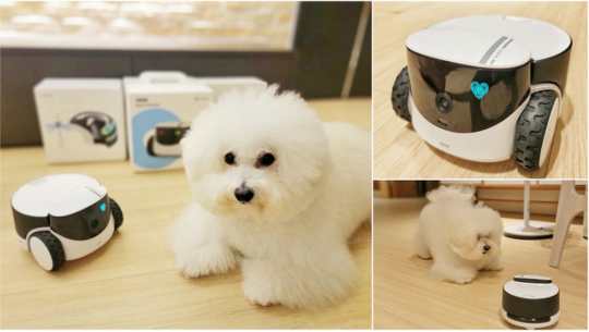 ebo 差別, rola petpal 台灣, ROLA PetPal 寵物陪伴機器人, rola petpal review, rolarola台灣,  rola petpal amazon, enabot rola petpal, enabot