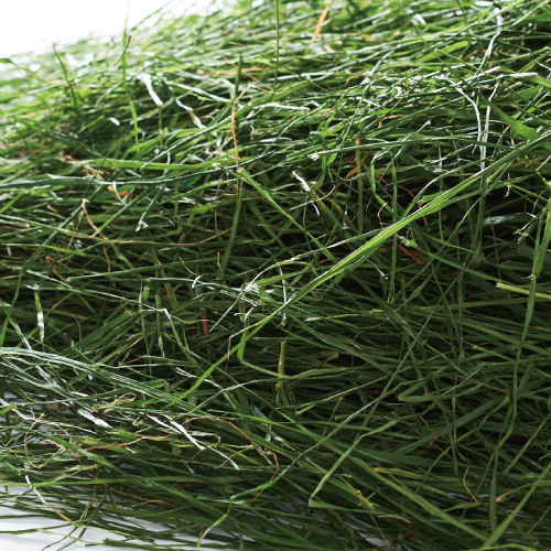 GEX "旬牧草" 意大利黑麥草 - 40g