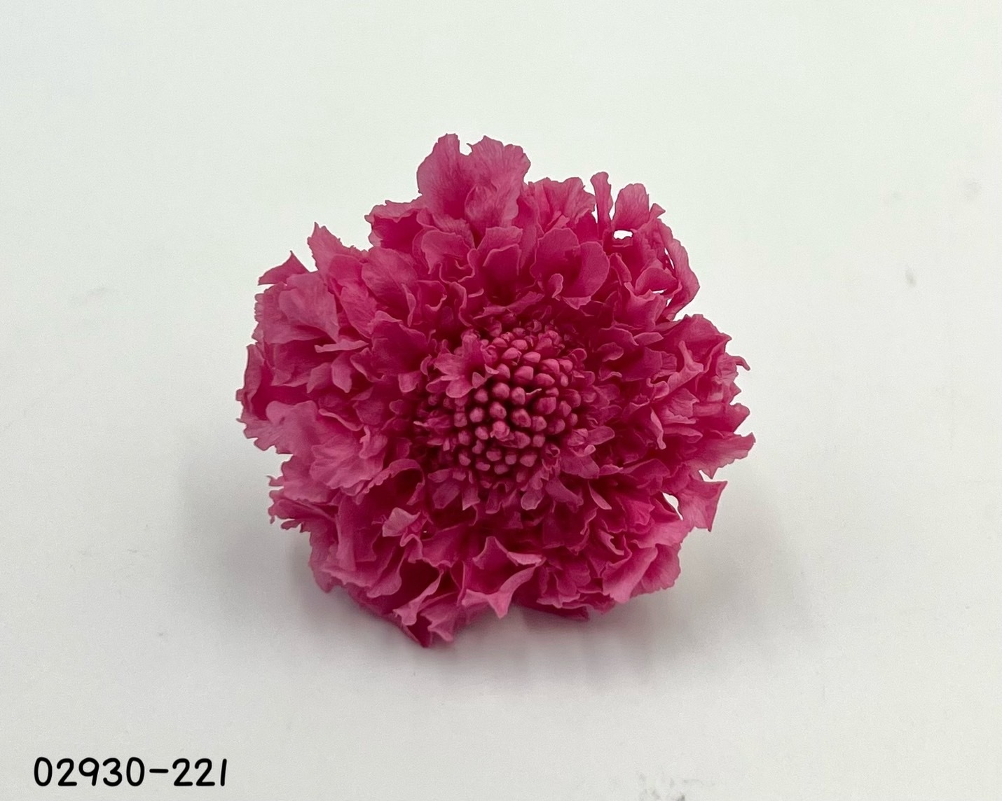 日本不凋松蟲草(5輪) 02930-221