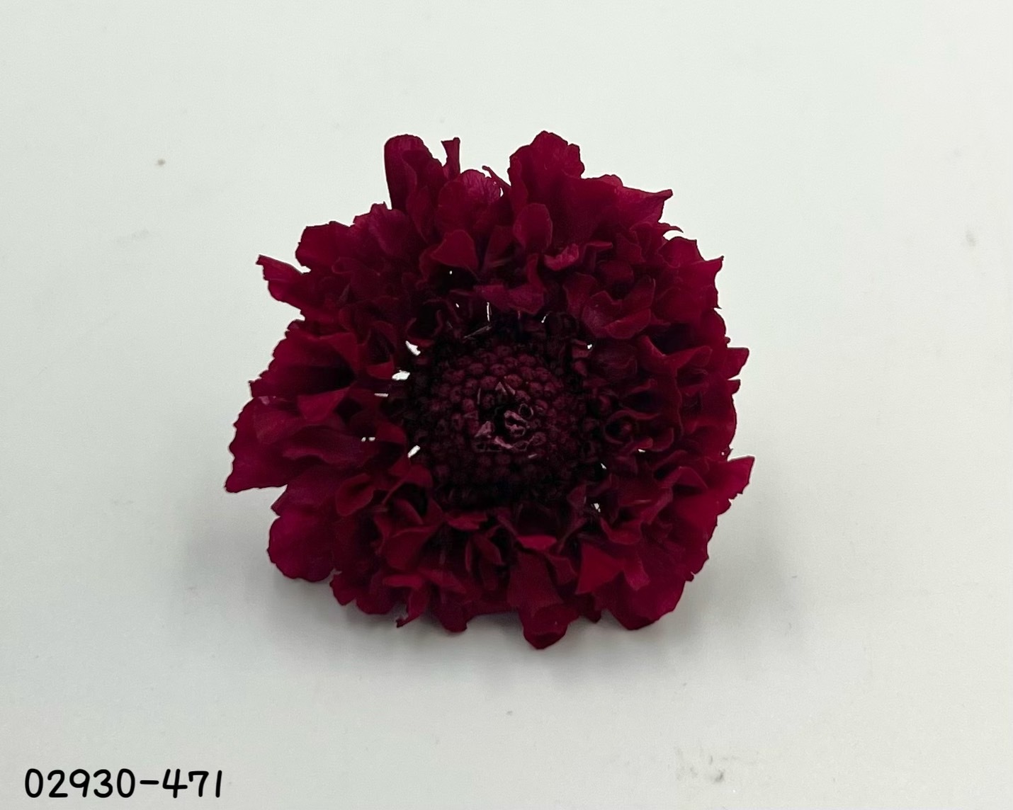 日本不凋松蟲草(5輪) 02930-471