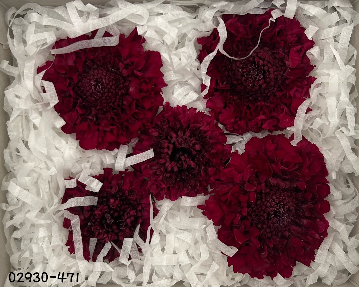 日本不凋松蟲草(5輪) 02930-471