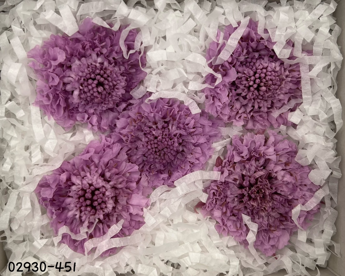 日本不凋松蟲草(5輪) 02930-451