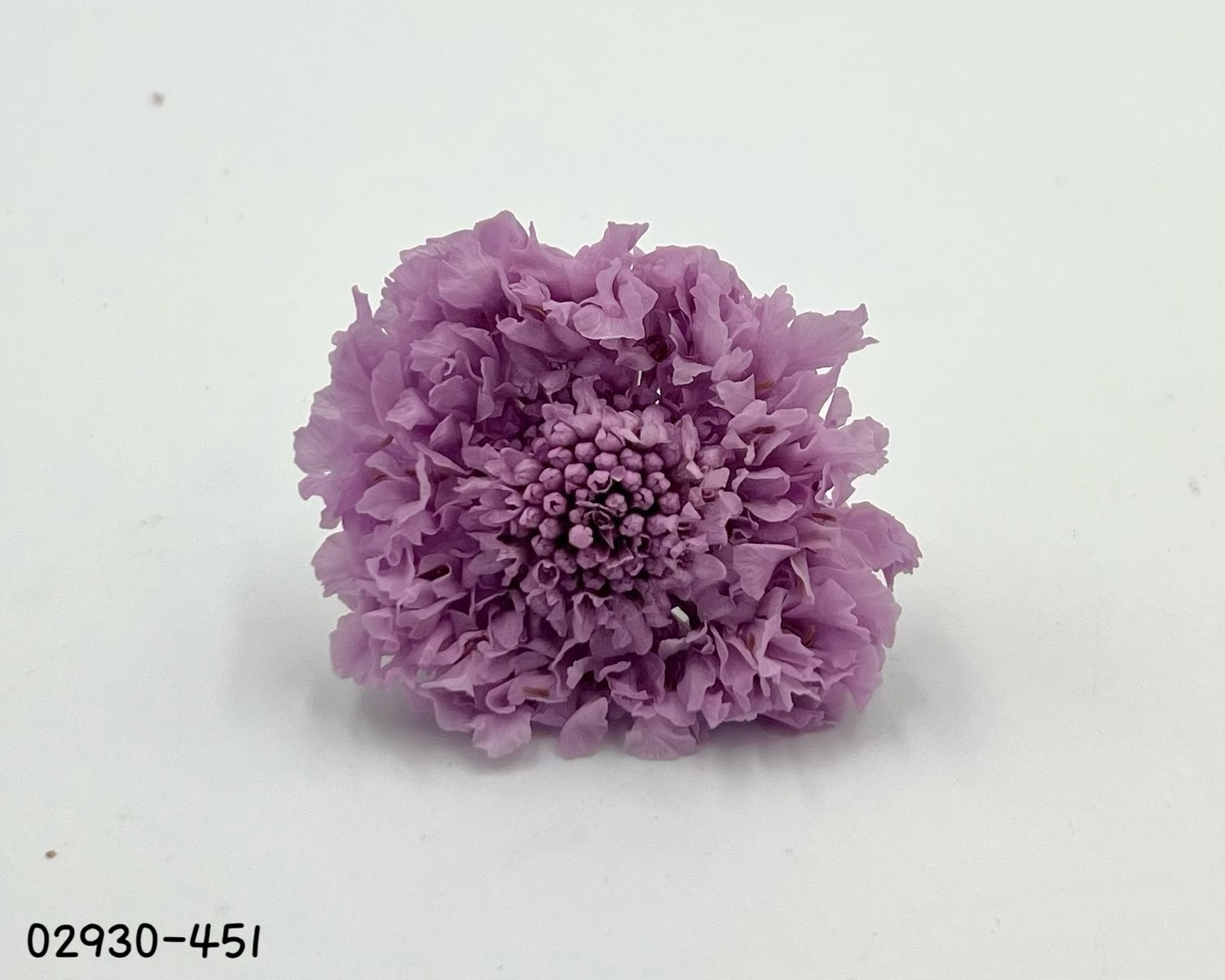 日本不凋松蟲草(5輪) 02930-451