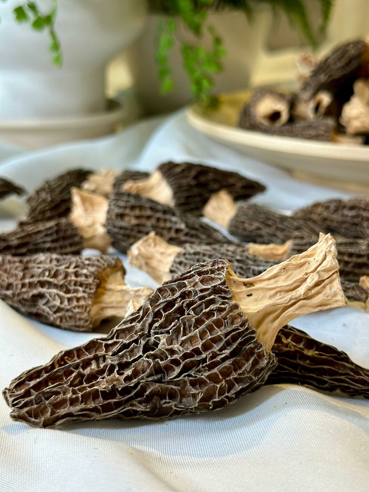 有機羊肚菌（培植）