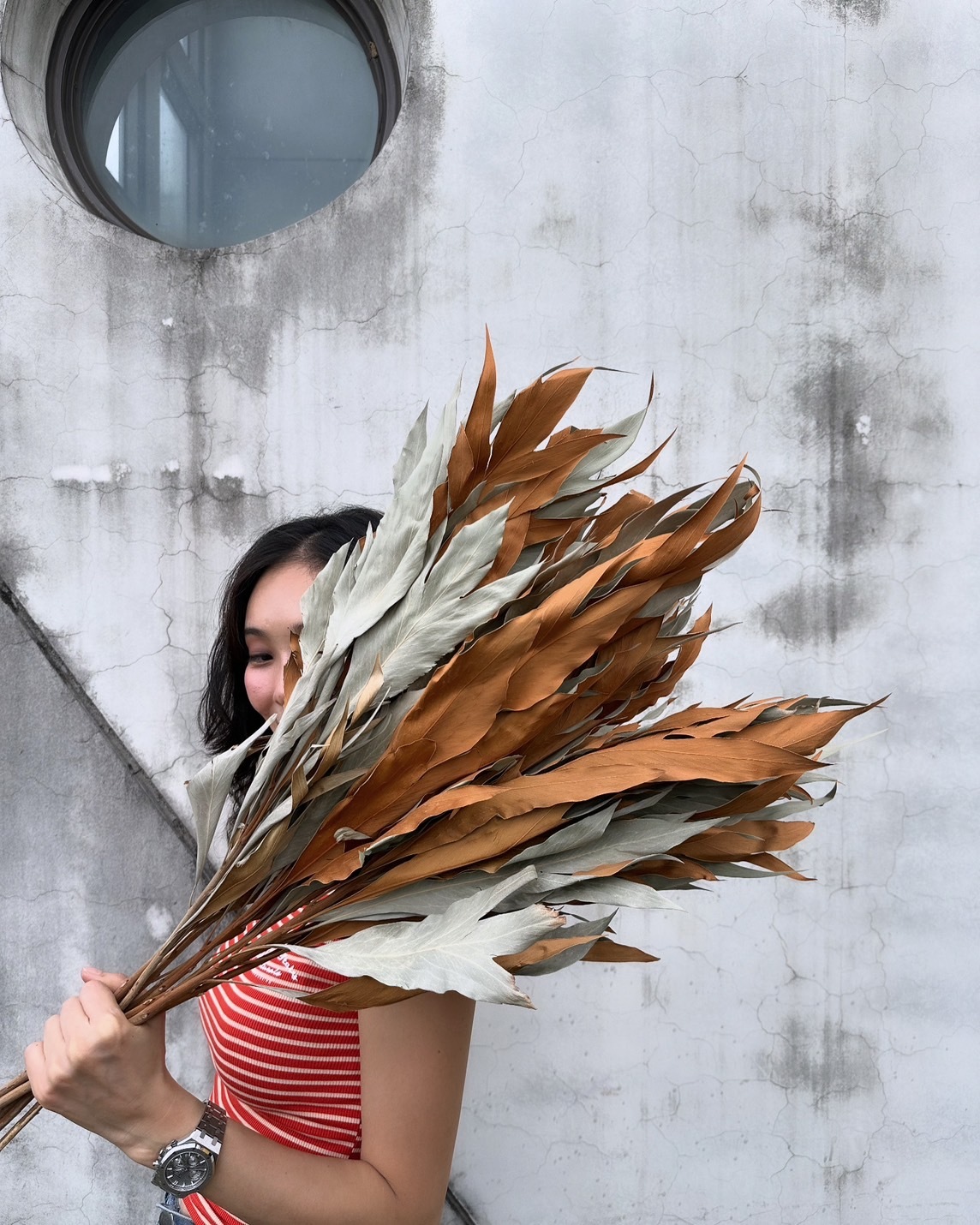 乾燥銀華葉(以色列)