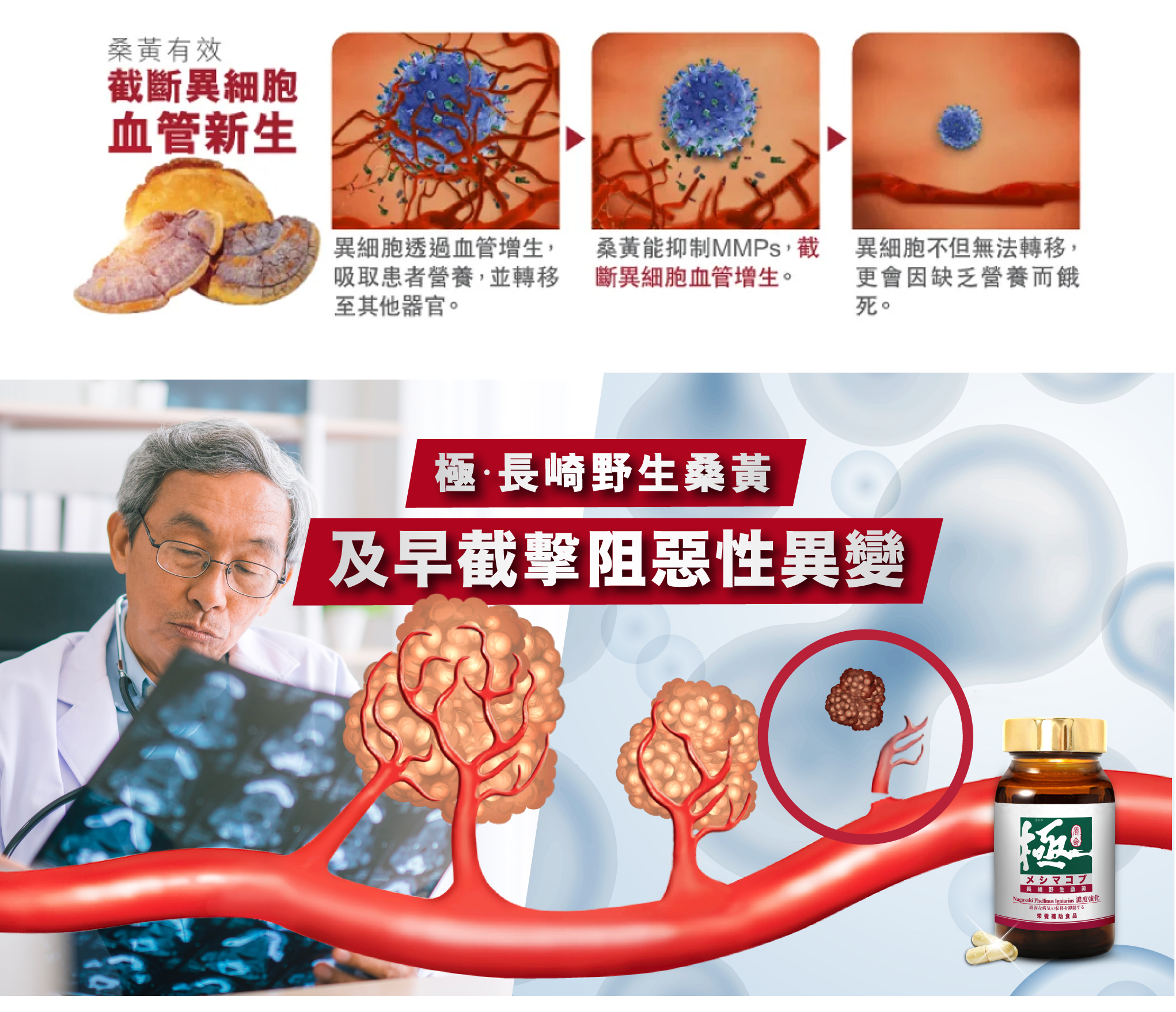 桑黃有效截斷異細胞血管新生