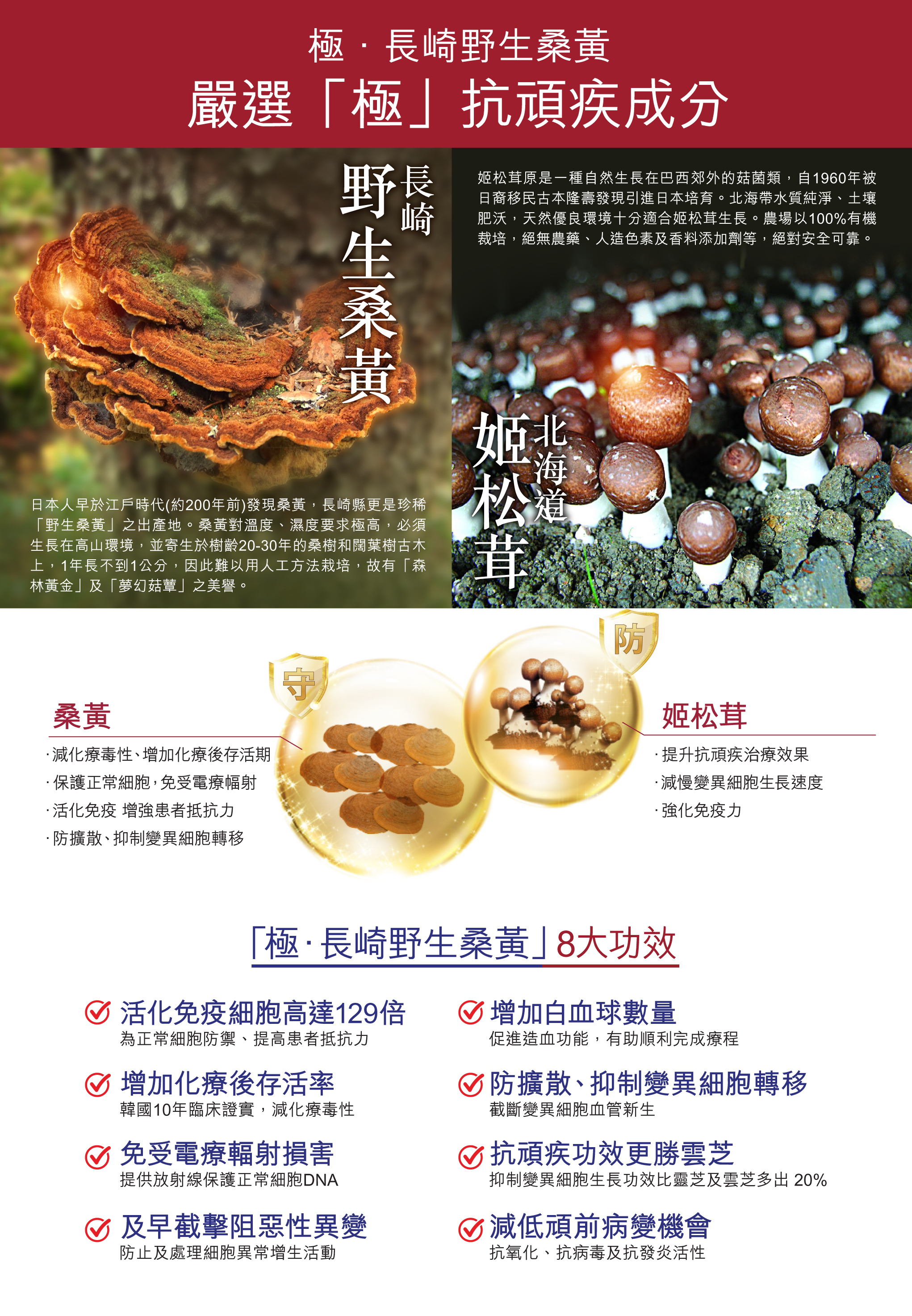 「極• 長崎野生桑黃」8大功效