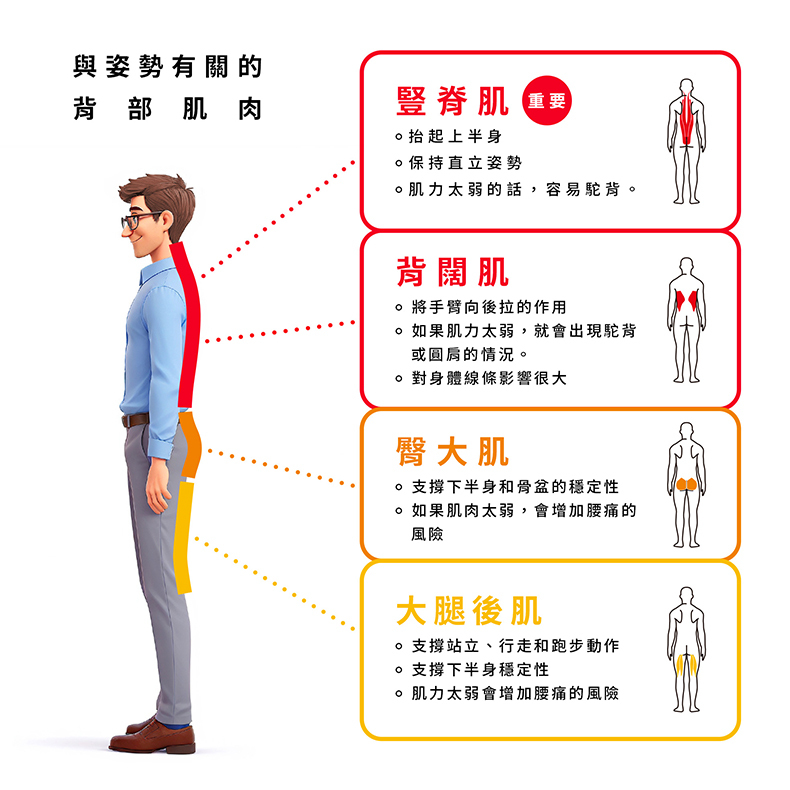 erugam｜美姿拉筋繩｜基礎 進階｜拉力繩｜居家健身器材｜運動器材