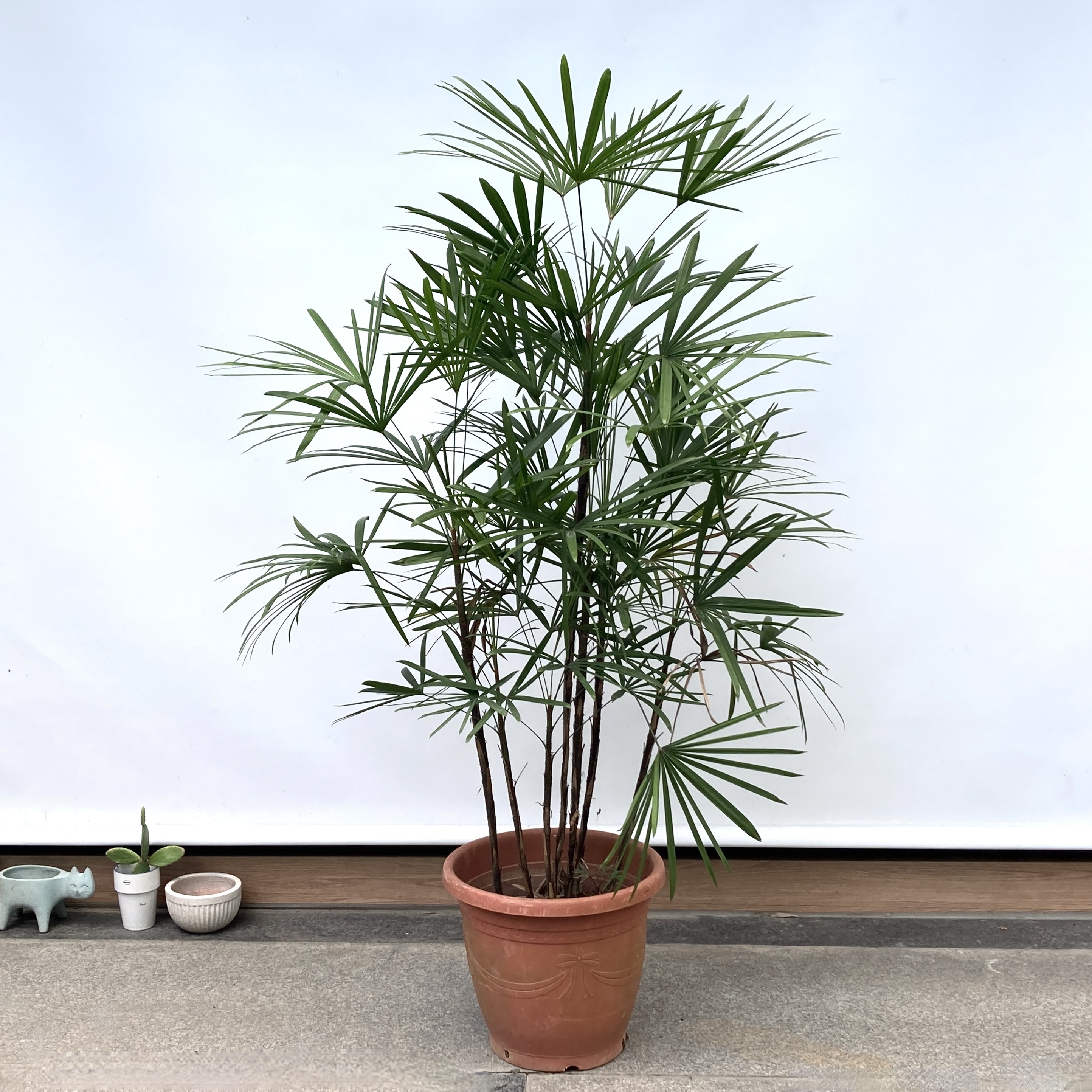 大植物 PL01 棕竹