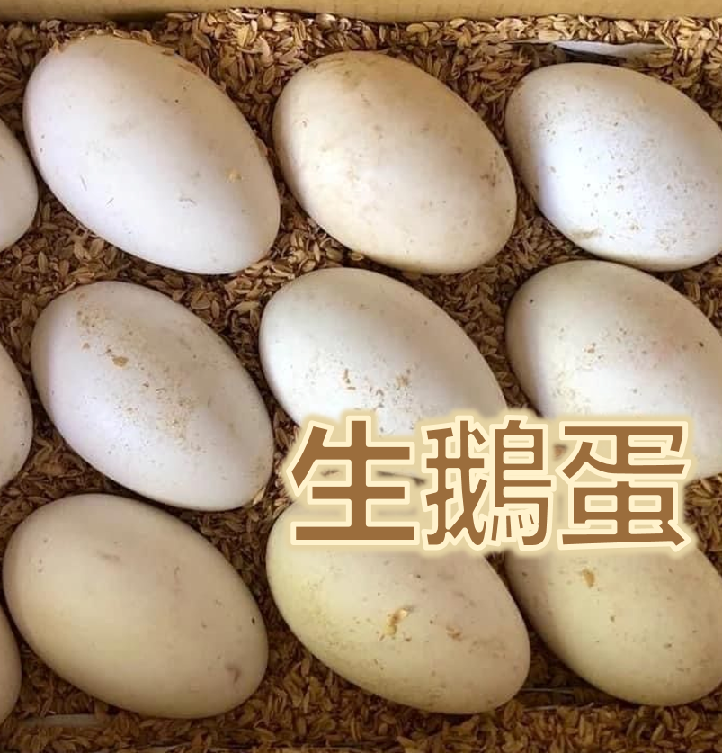 新鮮鵝蛋｜產地直送｜ 供食用_非孵化用