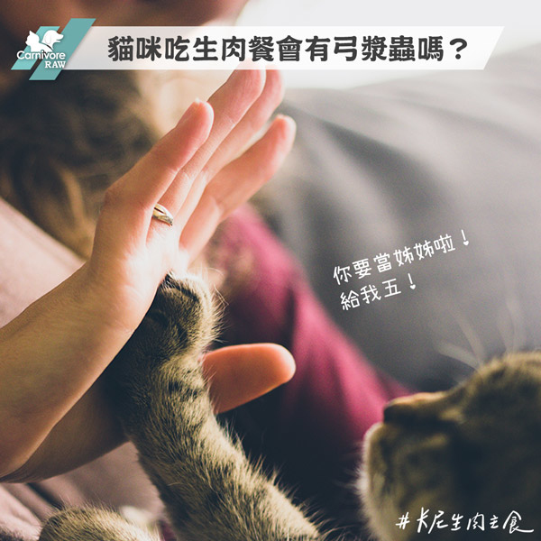 孕婦餵生食需要擔心弓漿蟲嗎？