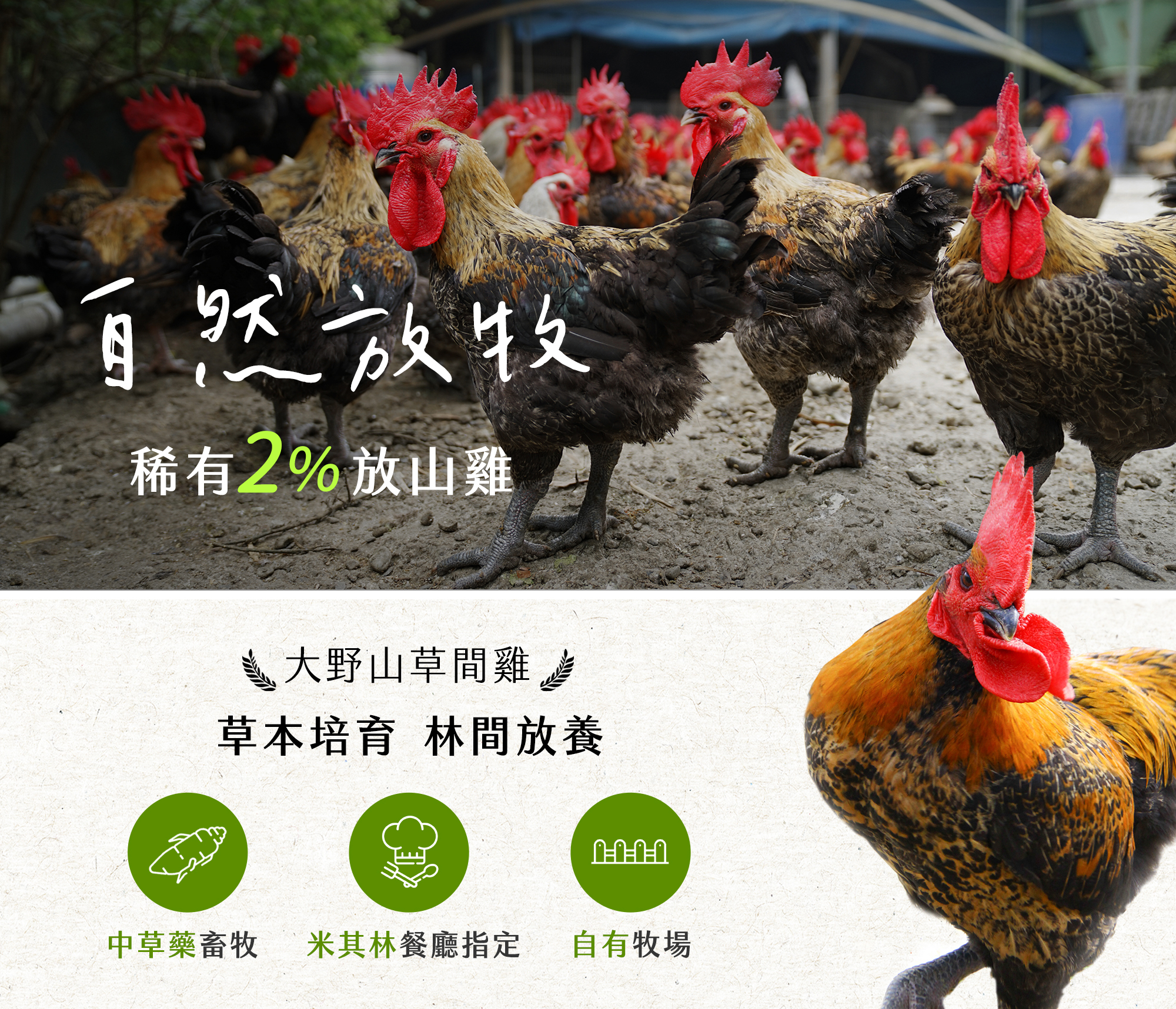 自然放牧稀有2%放山雞