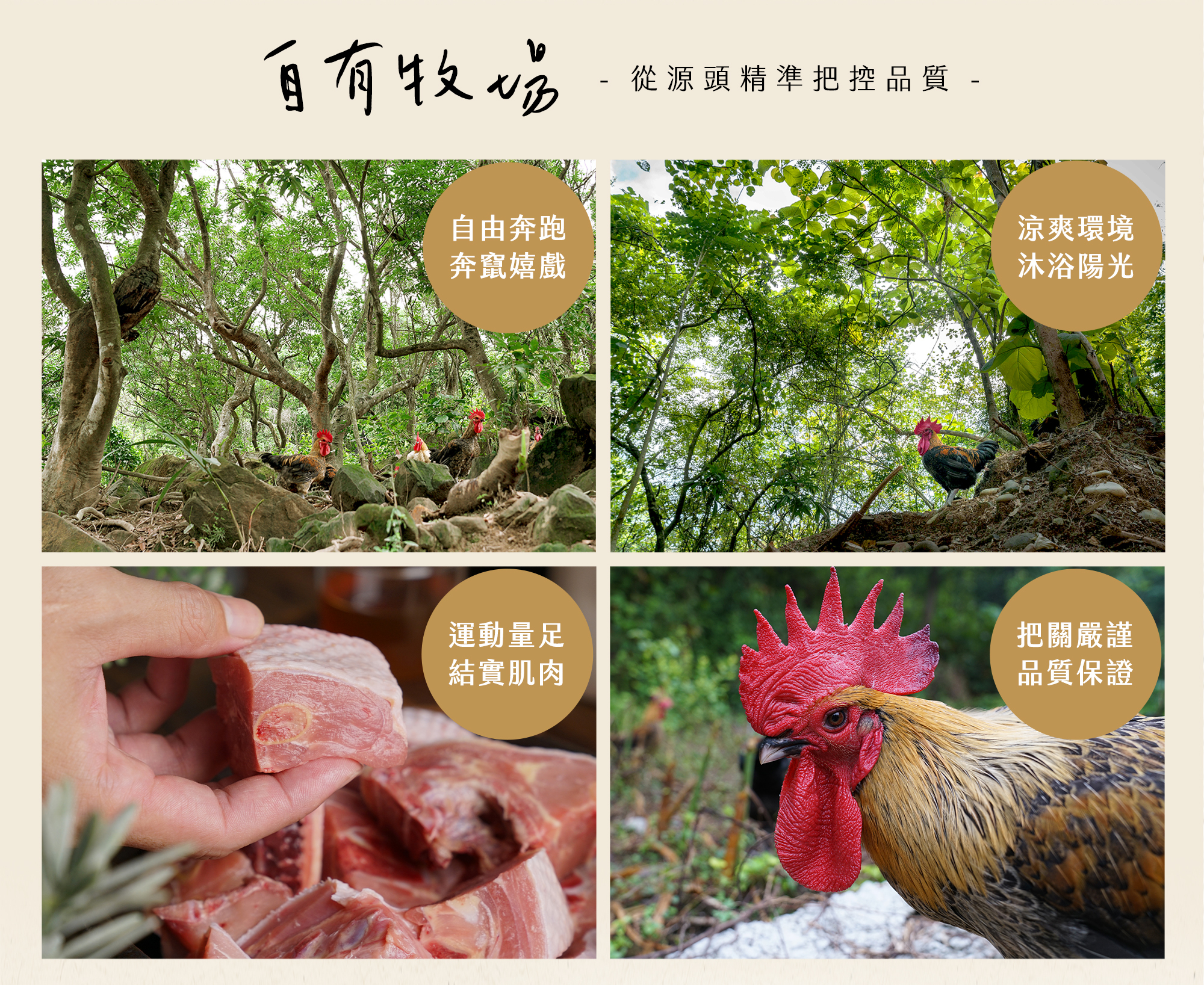 大野山雞 自有牧場 從源頭精準把控品質