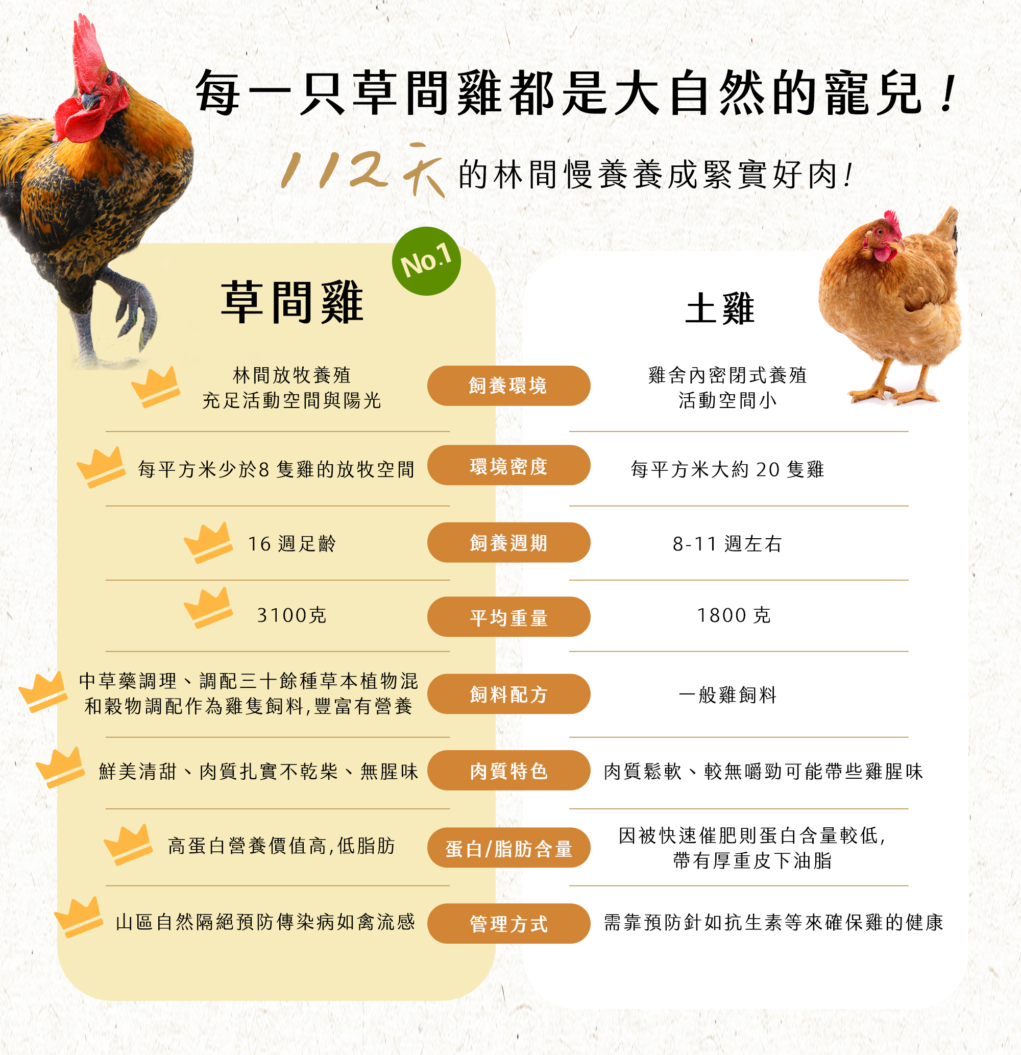 每一只草間雞都是大自然的寵兒