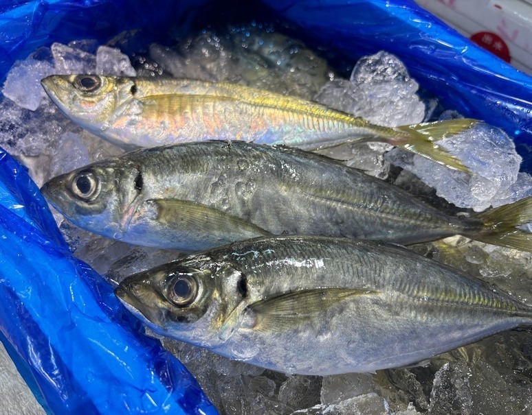 竹筴魚 アジ