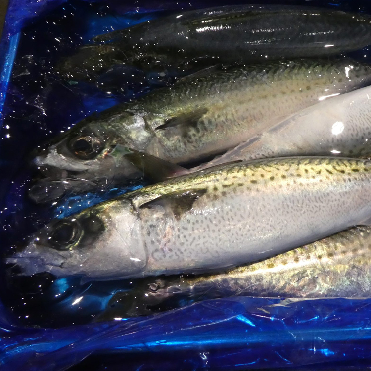 胡麻鯖魚 ゴマサバ